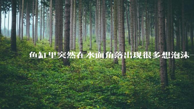 鱼缸里突然在水面角落出现很多想泡沫一样的气泡是怎么回事？
